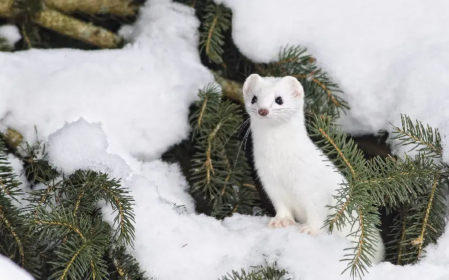 Beautiful wallpaper of a bloodthirsty weasel among the vegetation of the steppe, suitable for Windows and snow