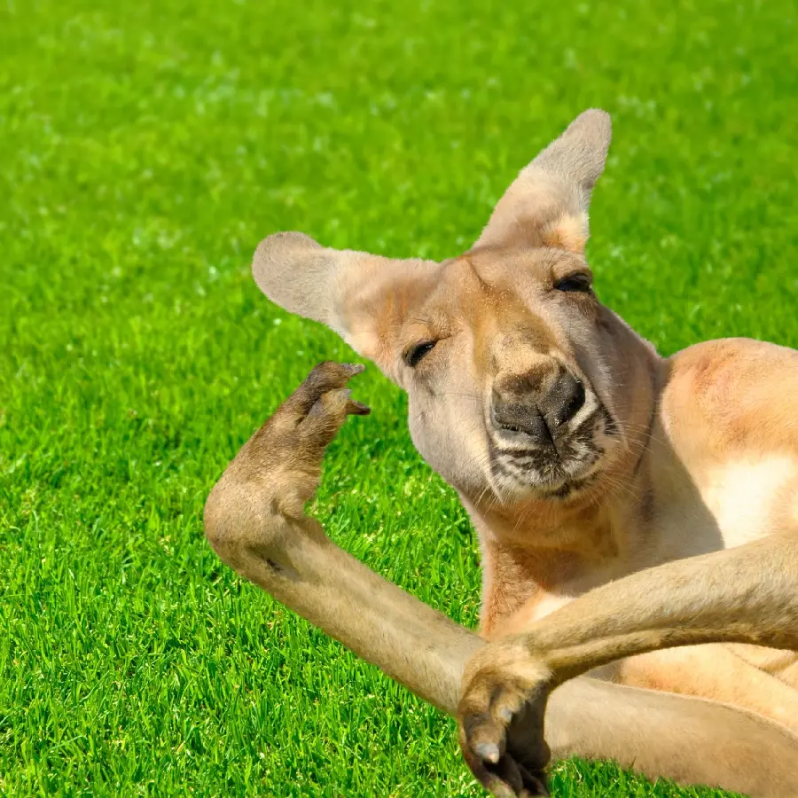 Funny Kangaroo Posing in the Grass