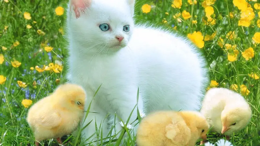 The most attractive friendship background photo of the interesting friendship of a cute cat and little chicks 