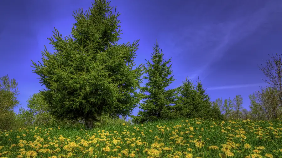 Download Magnificent Stock Photo of Green Nature with Pleasant Yellow Flowers
