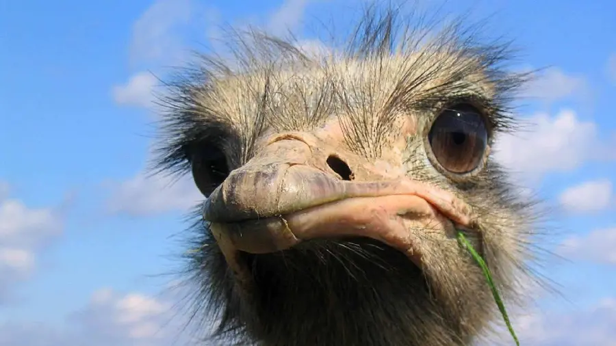 Fluffy ostrich with sky behind for wallpaper