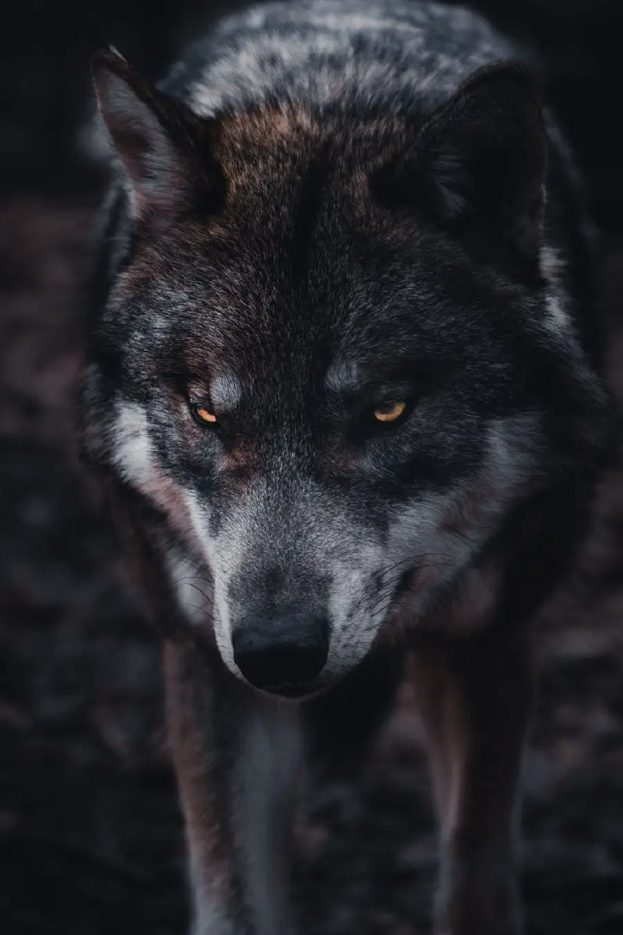 Magical background with a scary wolf design for your phone