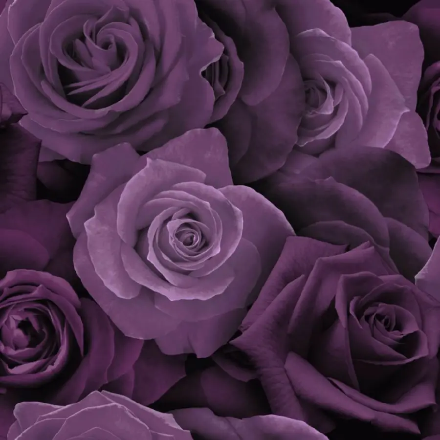 Old colorless wallpaper of purple roses in high quality