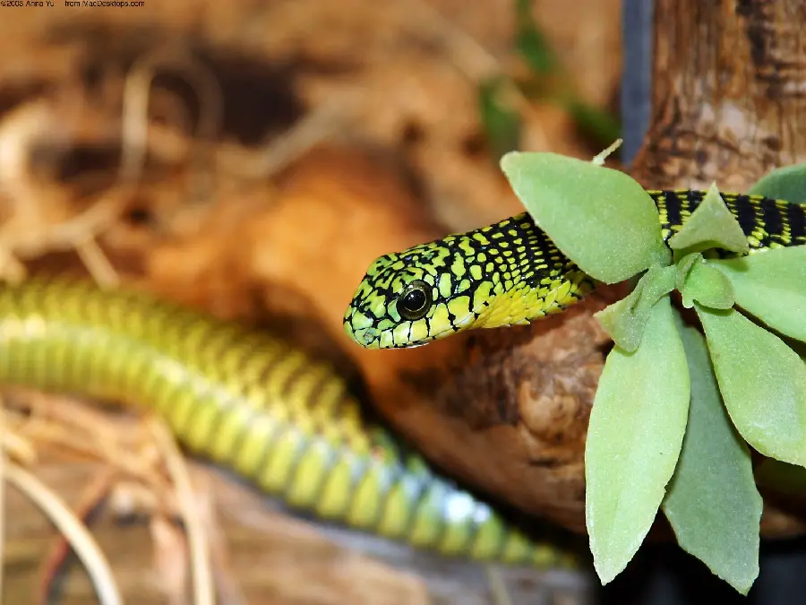 Special background of a green and black snake in Full HD quality 