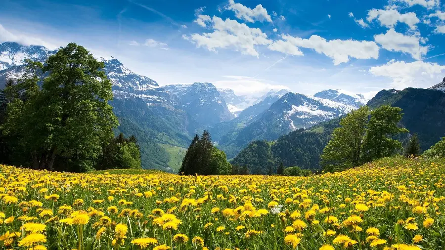 Amazing green nature wallpaper for your computer