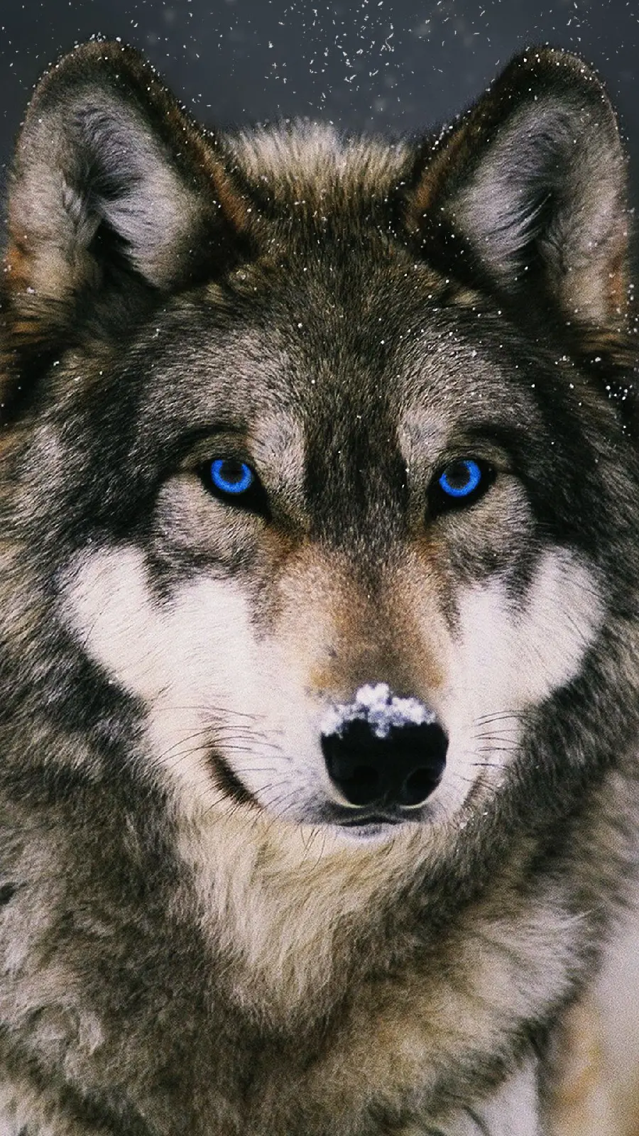 A masterpiece wallpaper of a wolf with piercing blue eyes for mobile