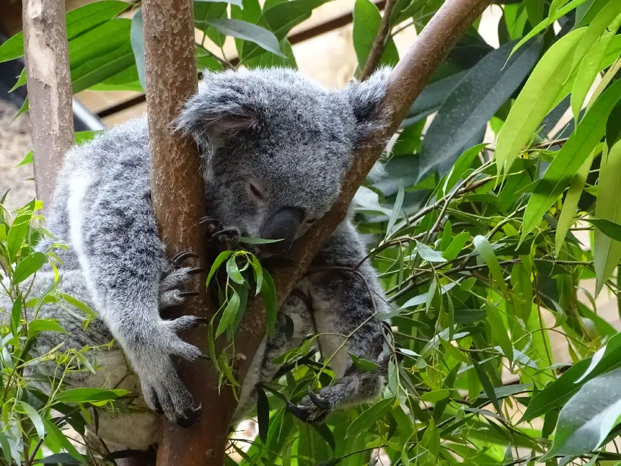 Interesting stock image of a strange sleeping moment of a koala in a tree