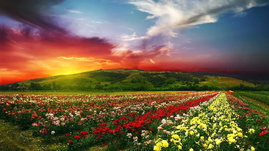 Very high-quality photo of eye-catching nature for laptop background 