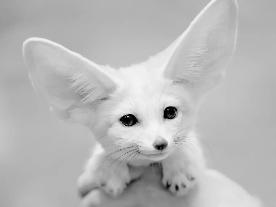 High quality wallpaper of a white arctic fox with bat ears
