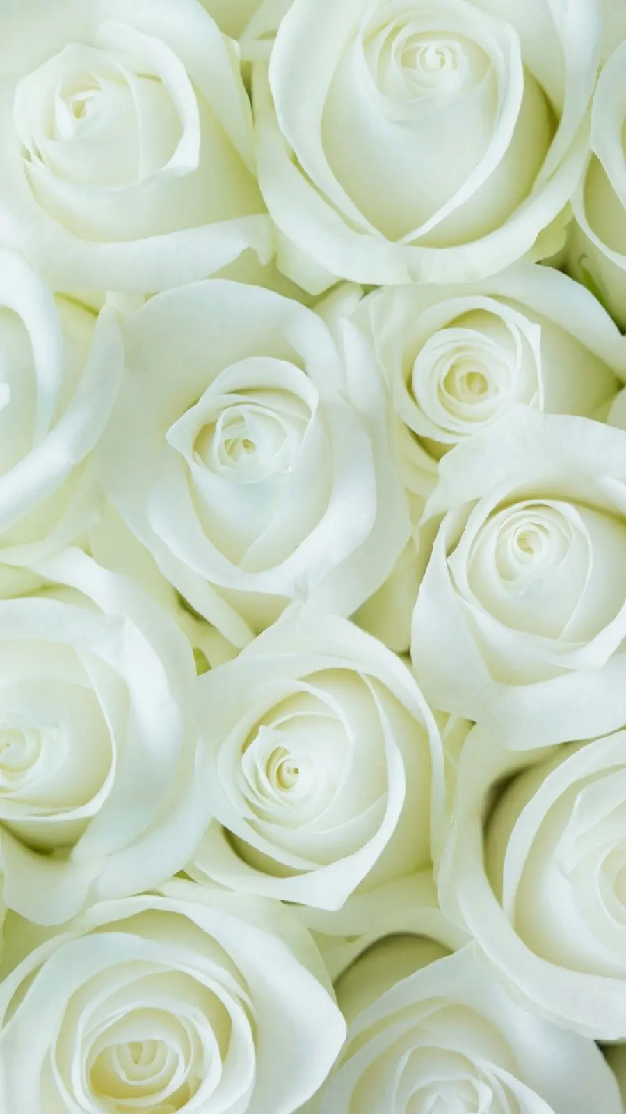 Download a profile photo of the best collection of white roses suitable for social networks