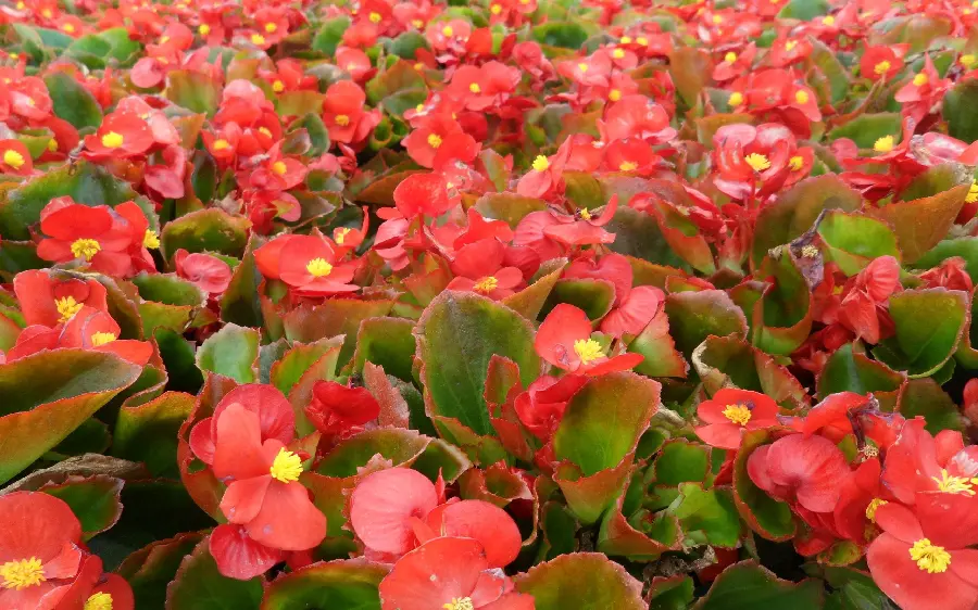 Download stock image and countless greenhouse begonia flowers