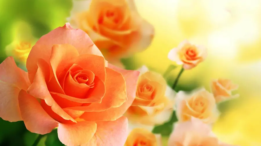 New and magnificent wallpaper with peach rose design 2022