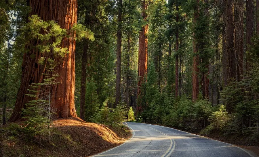 Lovely Background of Lush Forest Road for Windows 11
