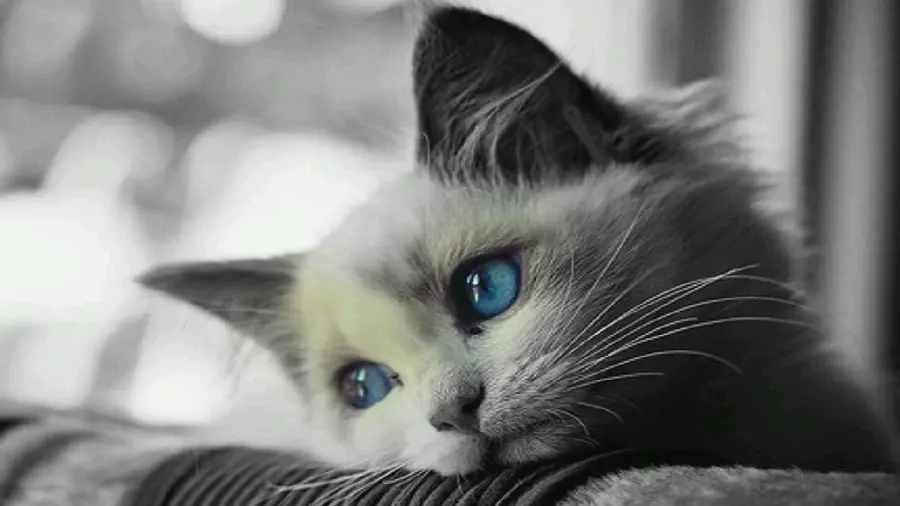 Black and white photo of a beautiful cat with blue eyes and an innocent face