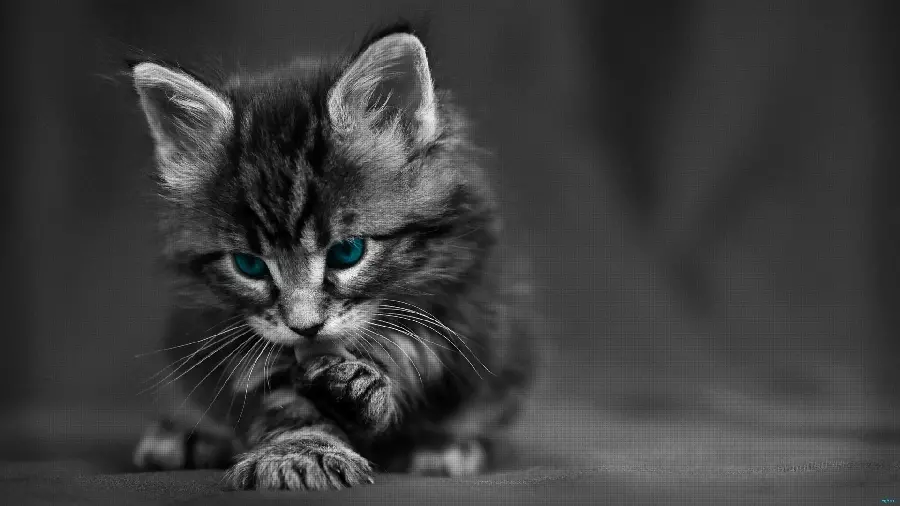 The cutest profile photo of a little and cute cat in special quality 