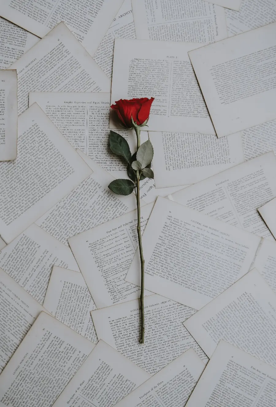 Photo of a rose branch for a romantic and beautiful gift