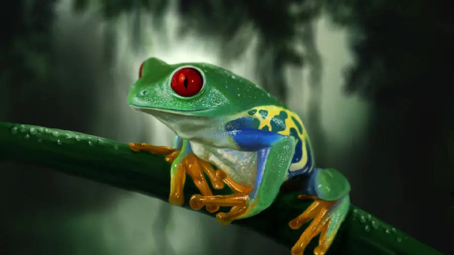 The most viewed background of a funny frog in 8K quality