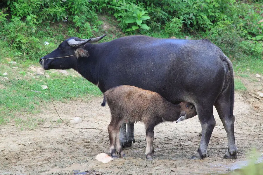 Moment of hunting buffalo and baby buffalo