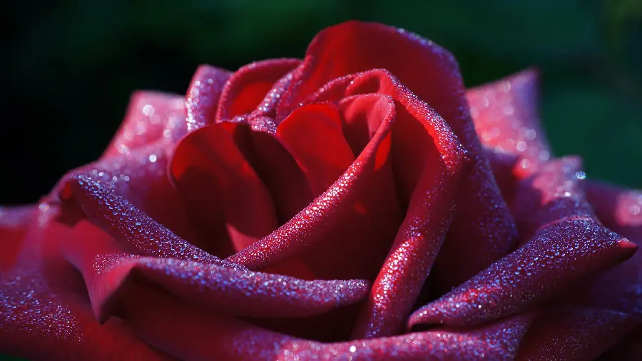 Amazing and beautiful red flower image for Windows 12 background