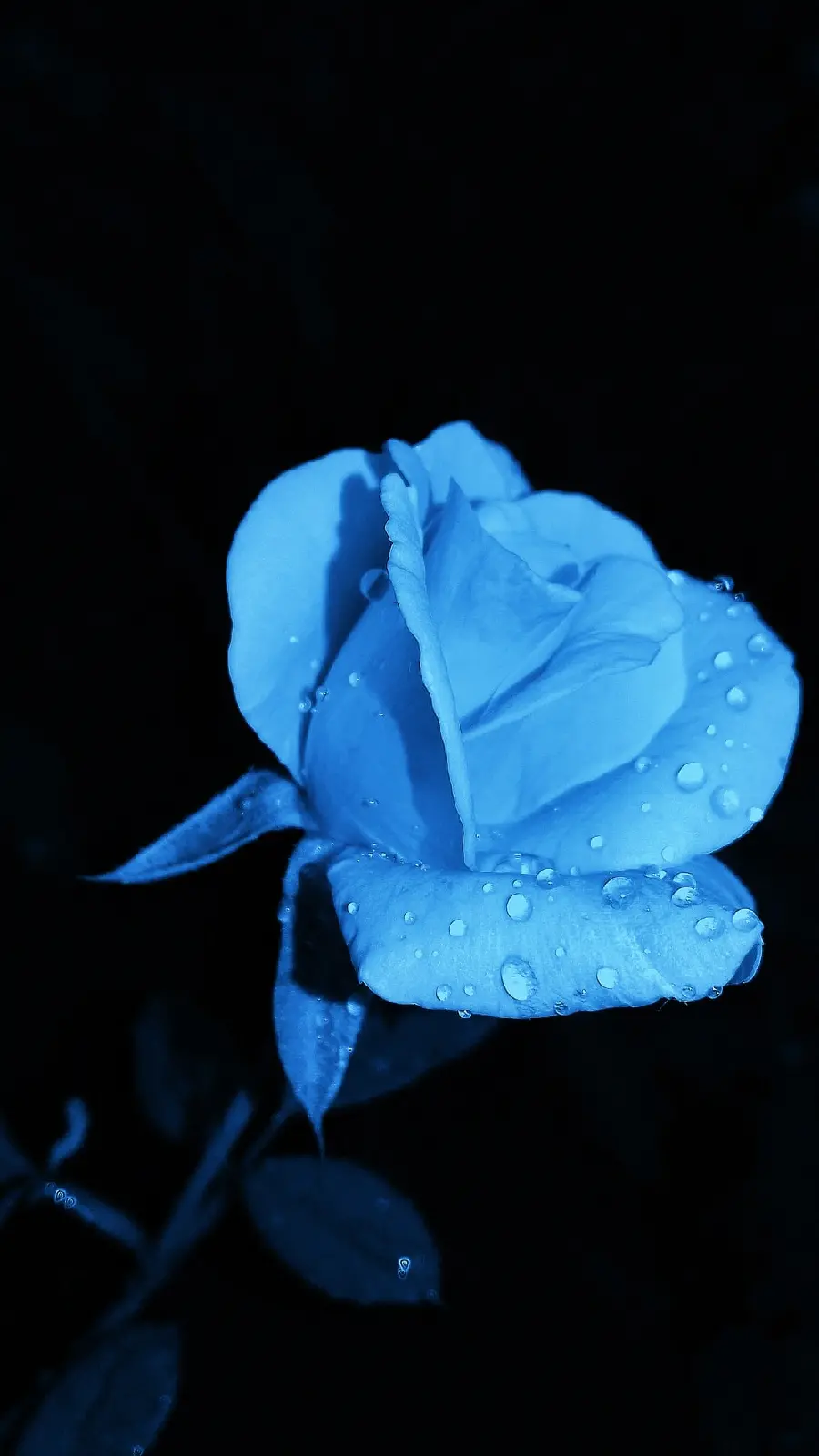 Sparkling Image of a Shapely and Beautiful Blue Rose for Profile