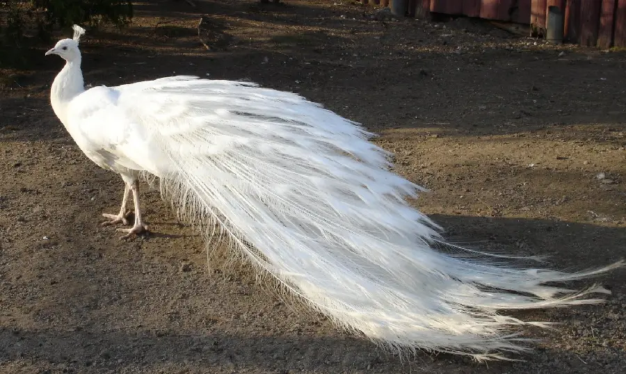 Download a background image of very long white peacock wings and feathers on the ground