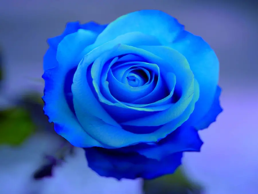 A lovely and beautiful background of a blue rose with high quality