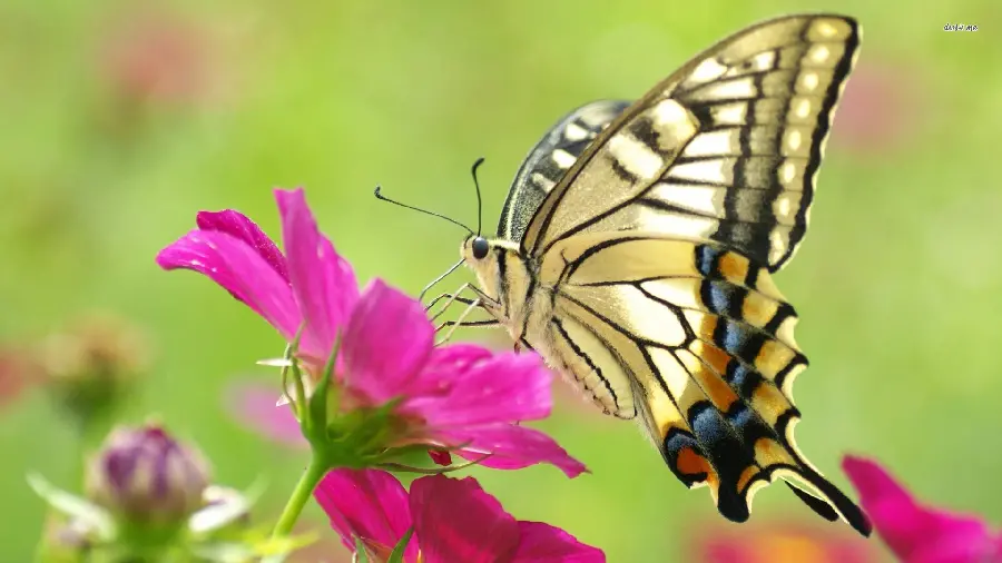 Windows 12 Background with Butterfly on Flower Design in Special Quality