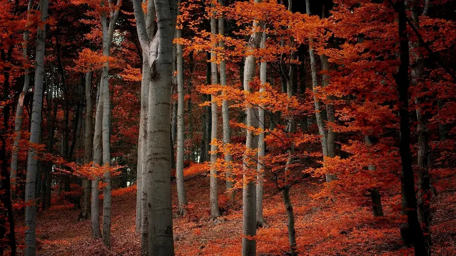 Beautiful background of autumn nature and the picture of a landscape of countless tall trees