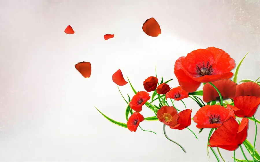 Image Fancy wild red poppies on a white background