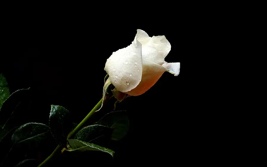 Download stock photo of a small white rose drying on a black background