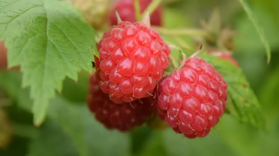 Photo of red and sour wild raspberries on a forest tree