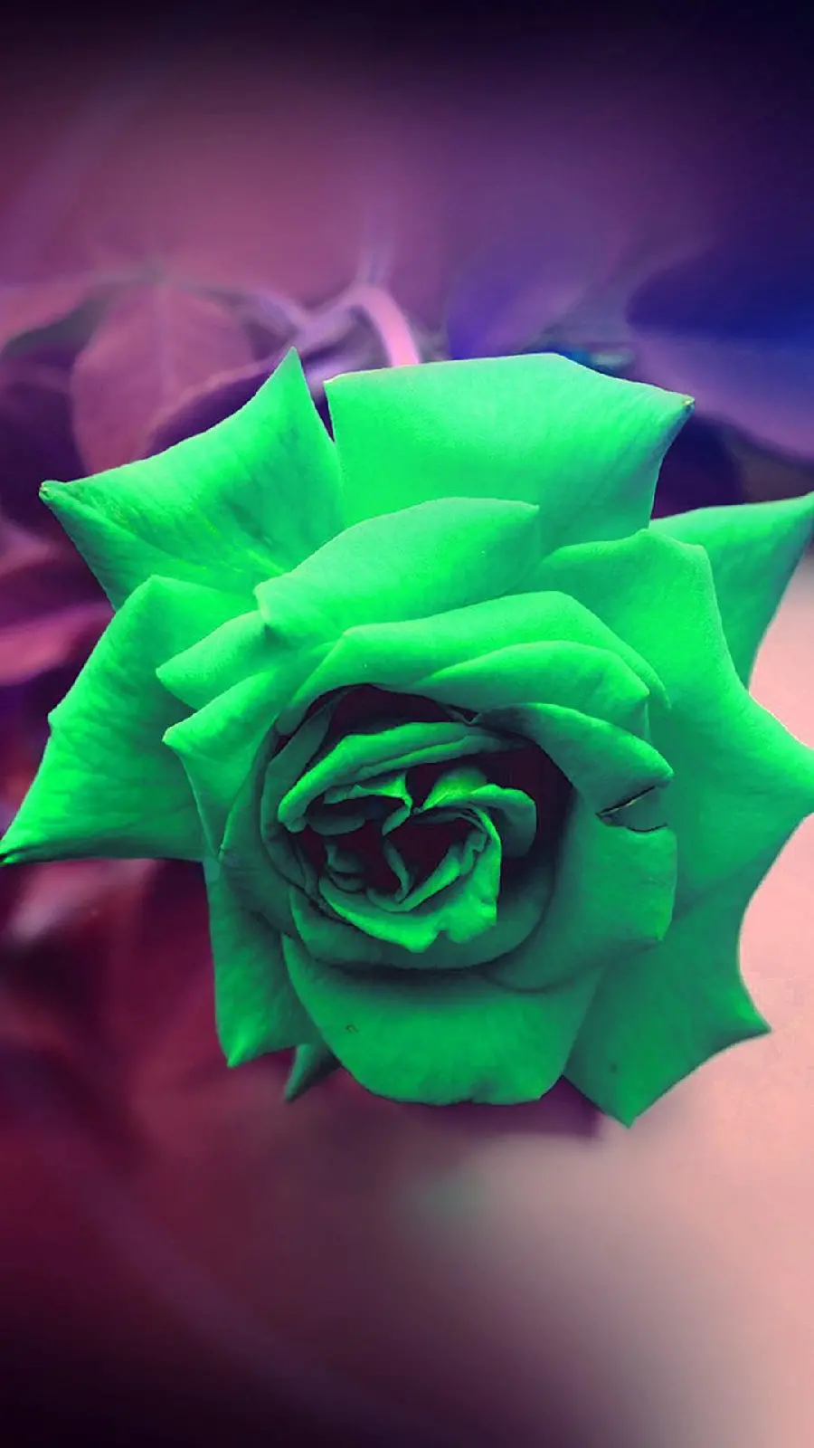 Download a premium stock photo of a green rose with an unknown background