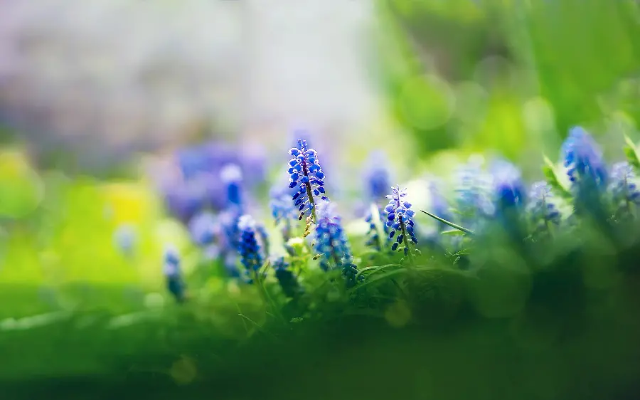 Admirable photo of purple flowers in lush nature