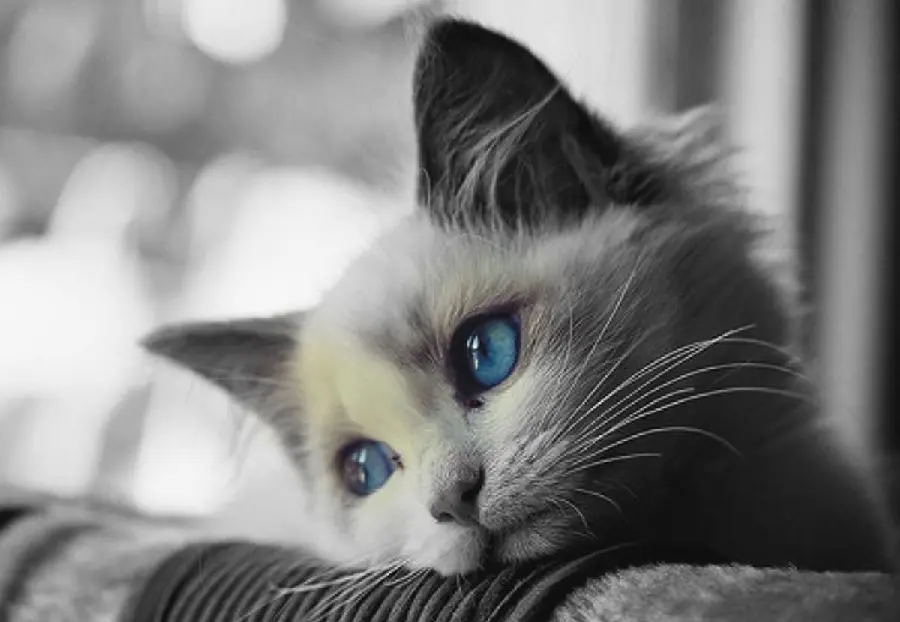 Black and white computer wallpaper with a new cute and sad cat design