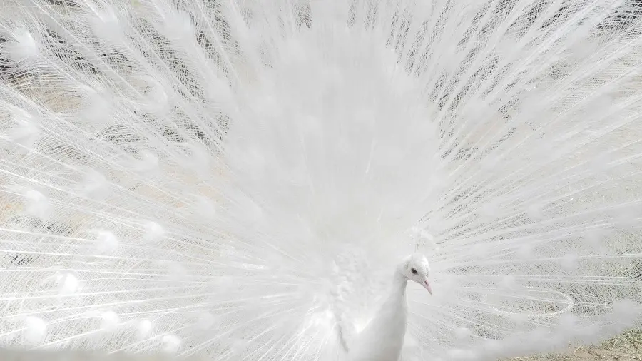 FUII HD quality image of white peacock's pearly and luminous feathers