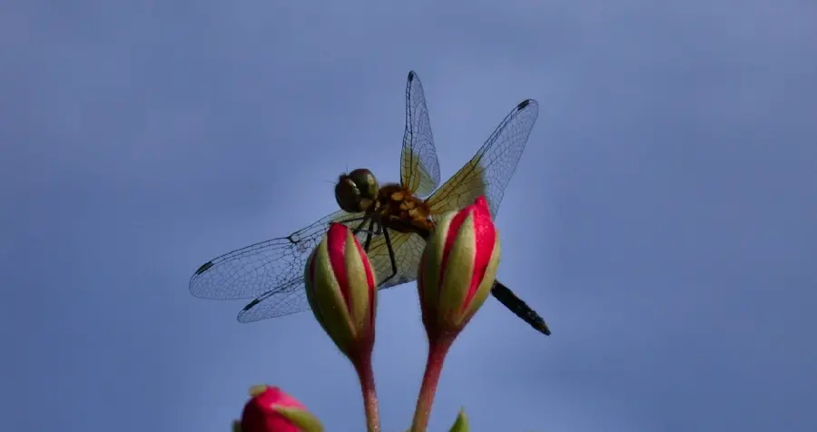 Small Black Dragonfly Photo on Flower Bud