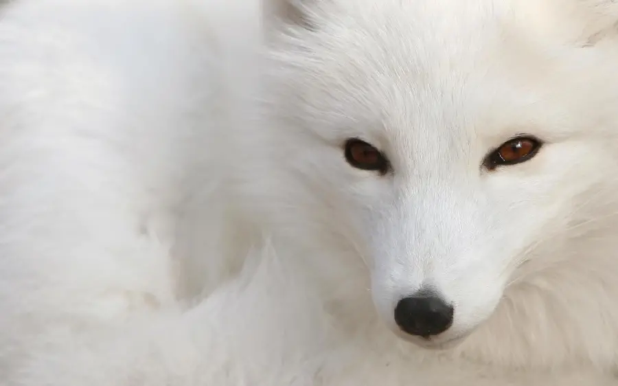 A profile picture of a white arctic fox with brown eyes