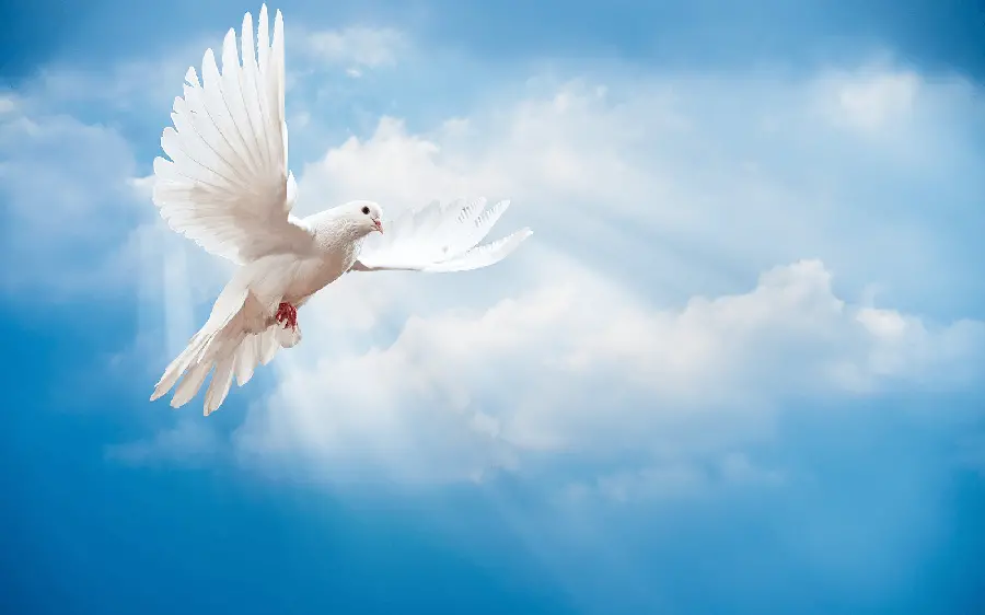 FUII HD quality stock photo of a white dove with open wings in a special blue sky Mobile