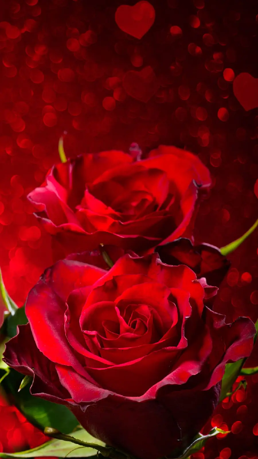 Unique and graphic wallpaper of red roses for Windows 11