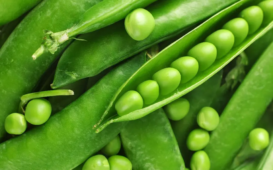 Coolest Nature Background with 4K Green Bean Plant Design
