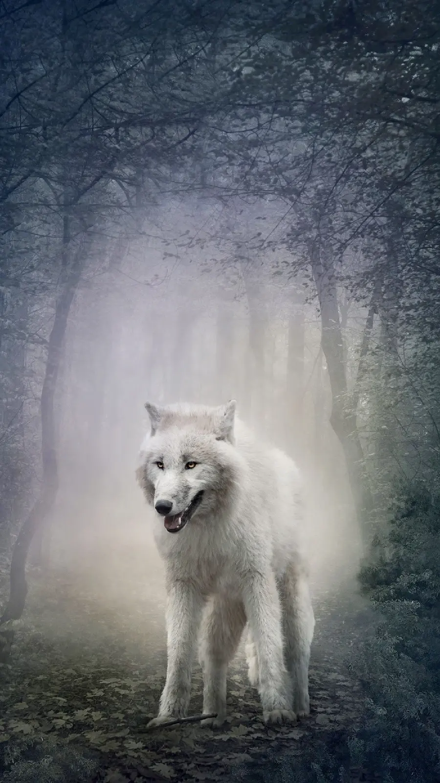 Selected the most attractive wolf photo for girls' and boys' profiles