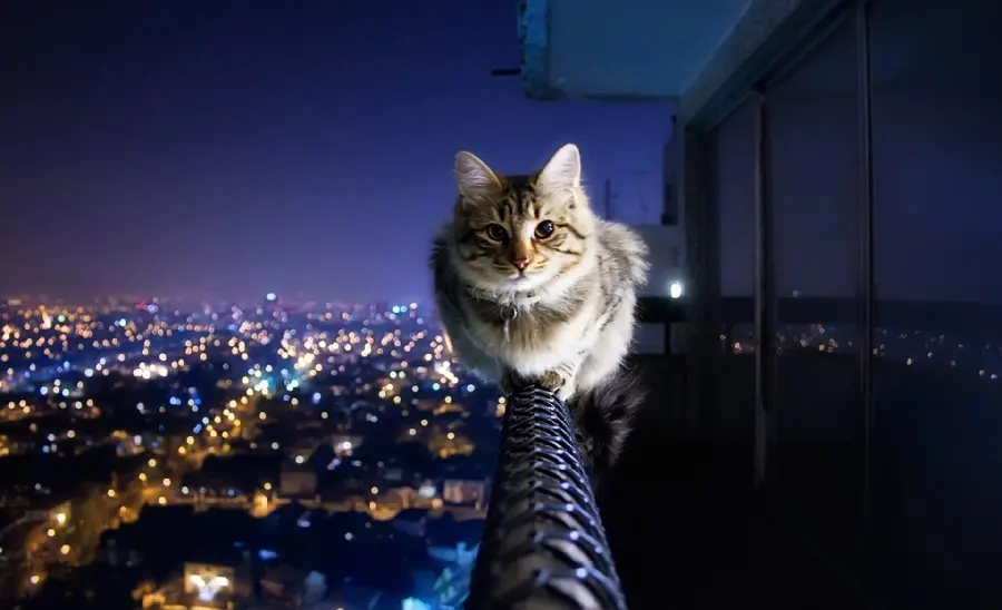 The most interesting profile picture of a cute cat on the city skyline at night