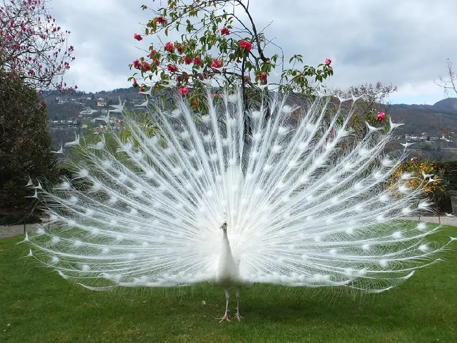 Download a pure background photo of a white peacock with open feathers next to pink flowers for your phone