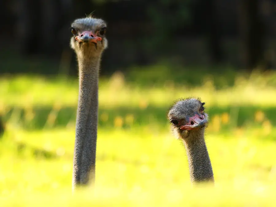Two long-necked ostriches in the middle of a field, suitable for a background