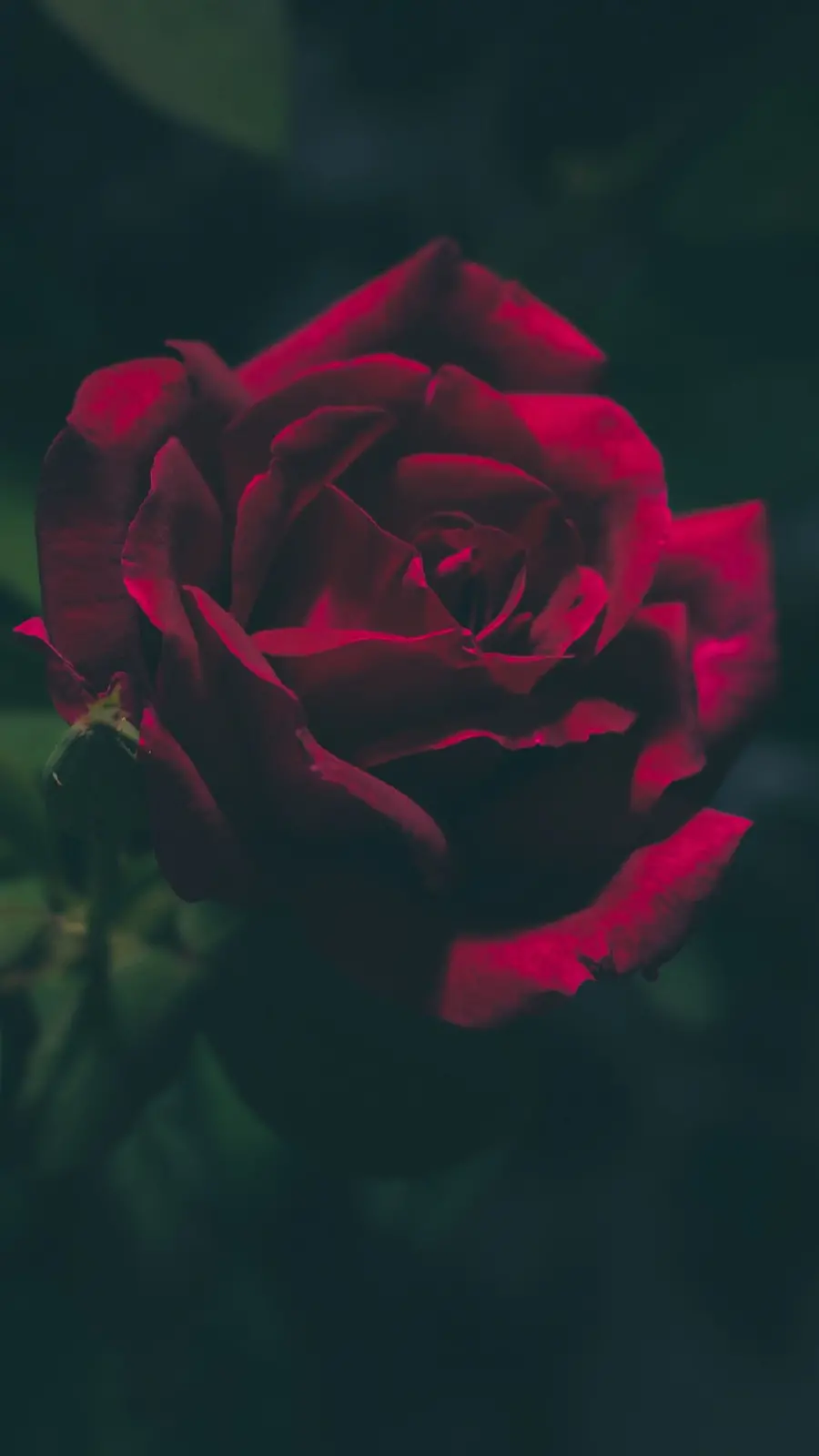 The latest background photo with a beautiful red rose design for the phone