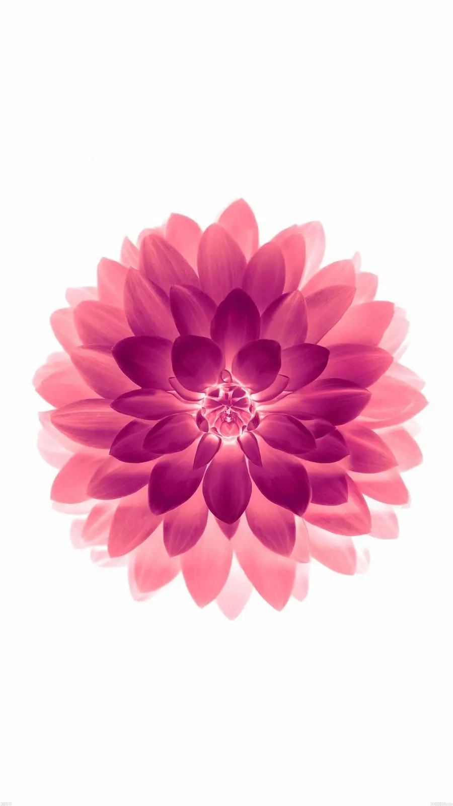 Hottest Girly Background with Special Pink Lotus Flower Design on White Background