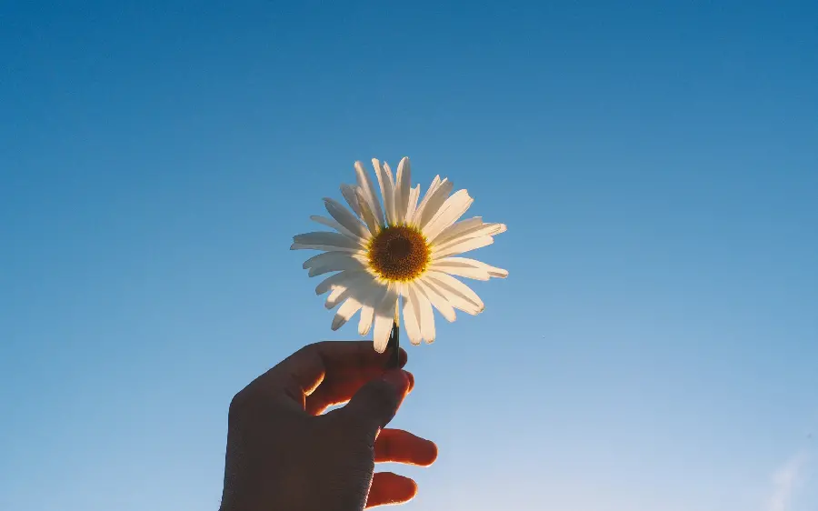 Alone spring flower background photo in front of the sunlight