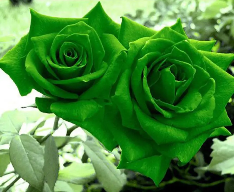 Download stock image of 2 green roses with bright green leaves in HD quality