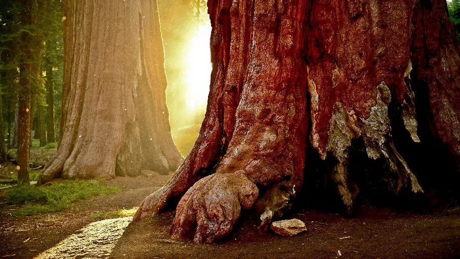 Strange wallpaper of a tree trunk Ancient in the forest and nature in good quality