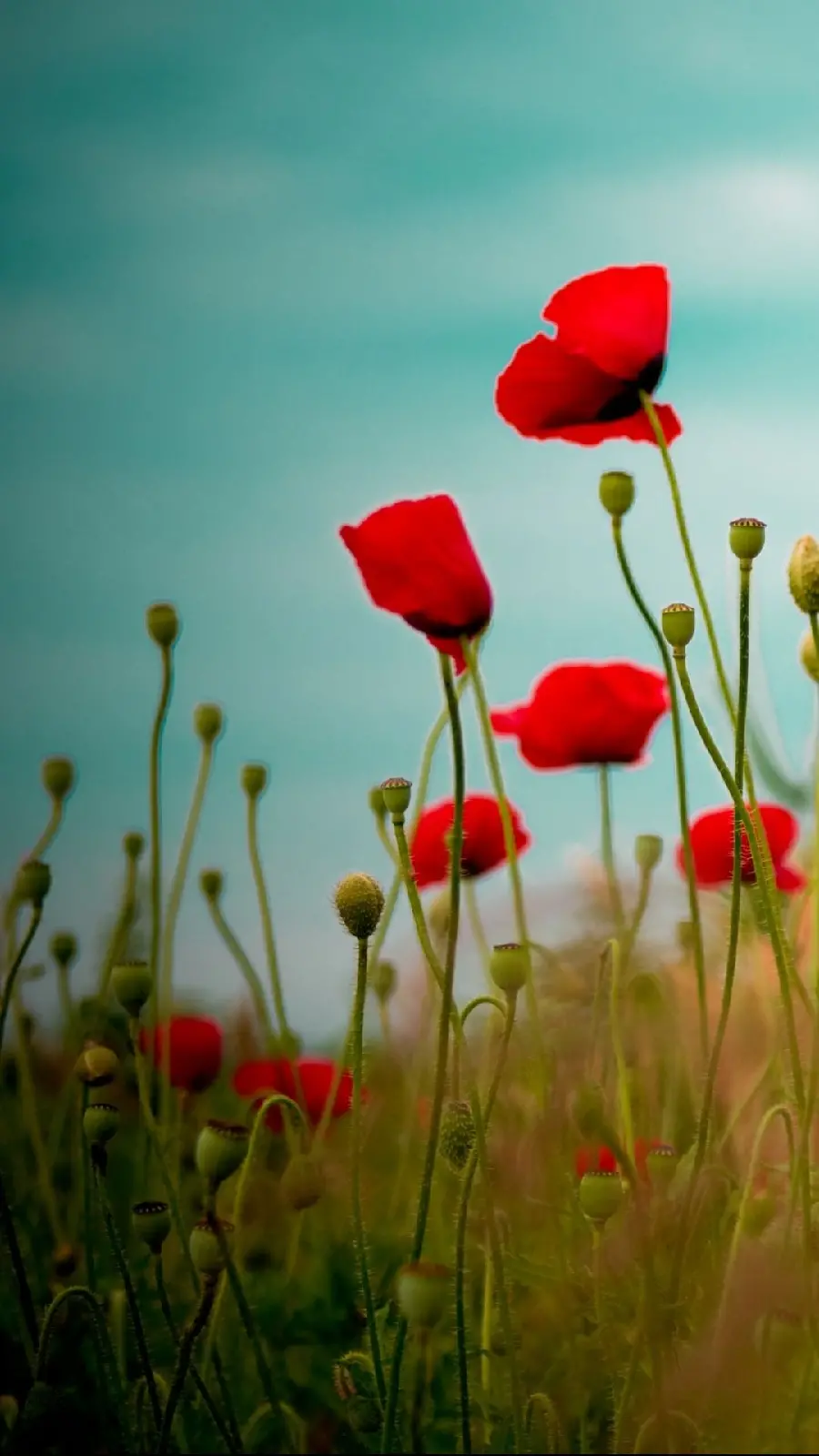 Stunning poster of wild red poppies in high quality